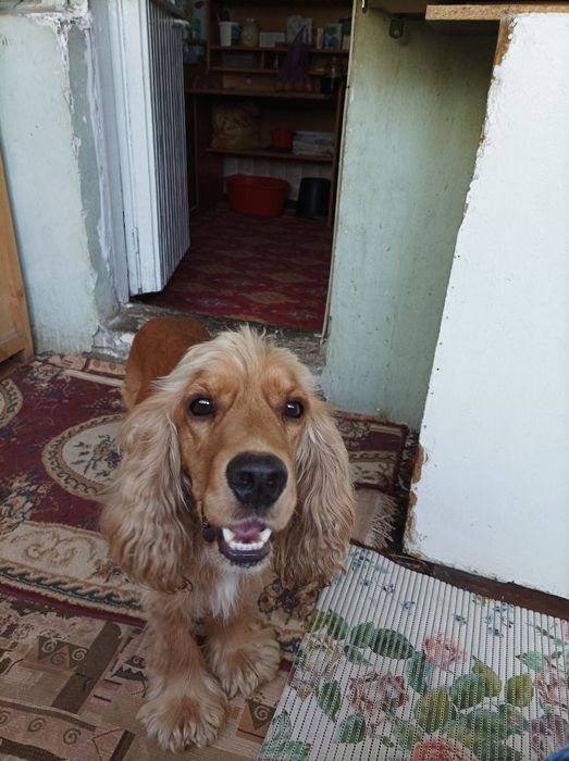 Здравствуйте ищу ищем сучку для кабеля