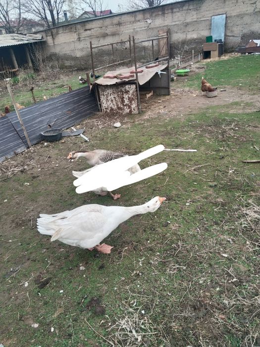 Гуси Холмагор продается