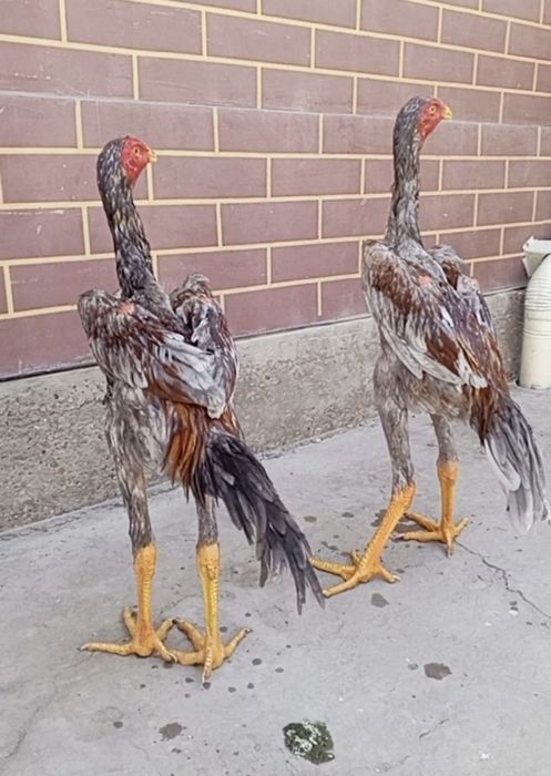 Shamo dakan jo'jalari va tuxumlari sotiladi.