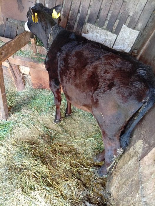 Vând vitea angus  de 3 luni înțărcată