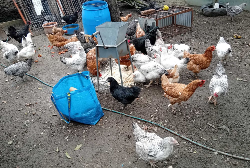 Cocoș Monaco matur 1,5 ani