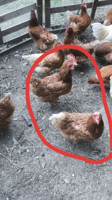 Продам куриц ломан Браун 7 штук