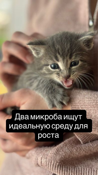 Котята на 50% мейнкуны на 5% бандиты на 45% прямиком из счастья