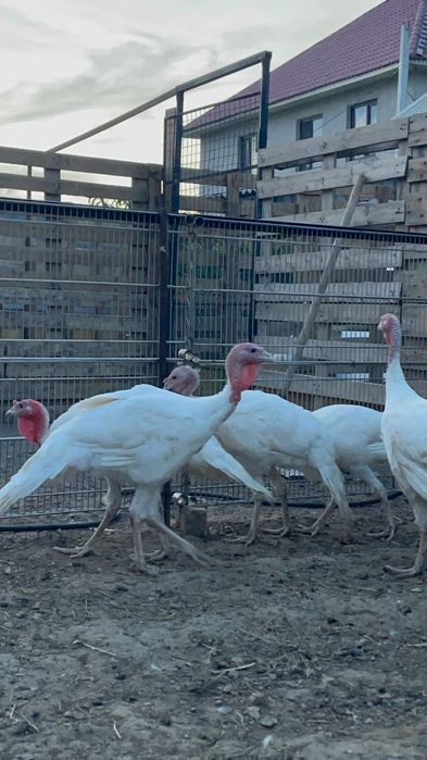 Продам индюки широкогрудные