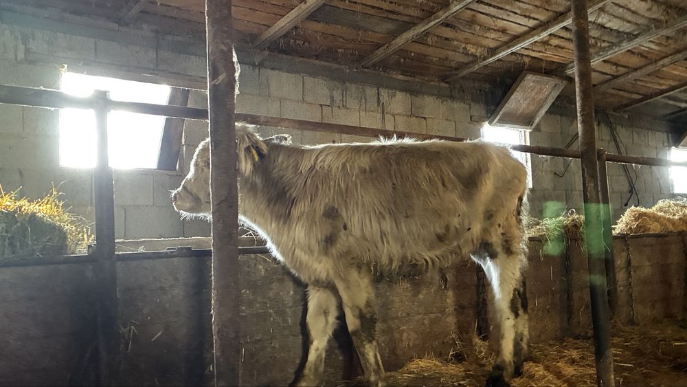 Бұқа Бычок 1 год