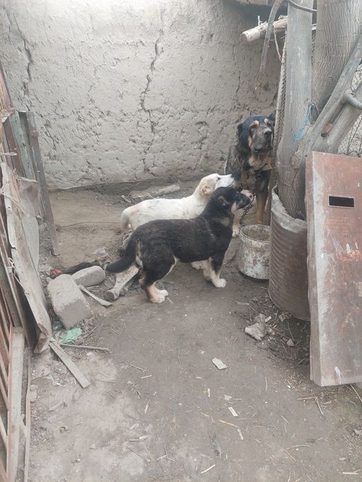 Кавкаский алабай