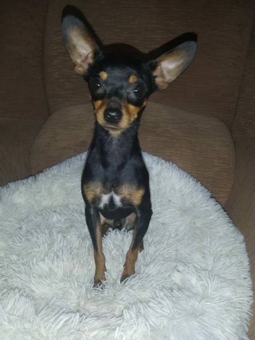 Вязка русский той терьер