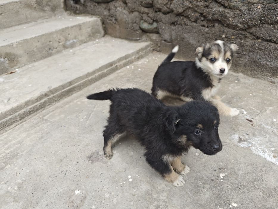 Собачки бесплатно