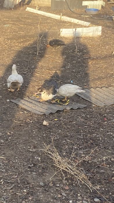 Индоутка сатамын