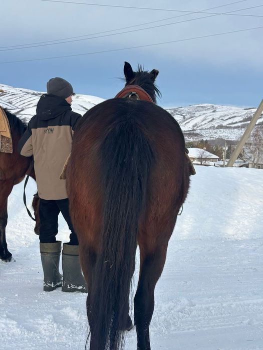 Кобыла жеребая 6лет