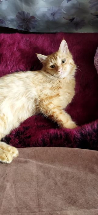 Бесплатно кот мальчик