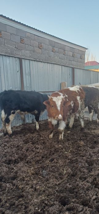 Баспактар сатылады 400 000 тг .