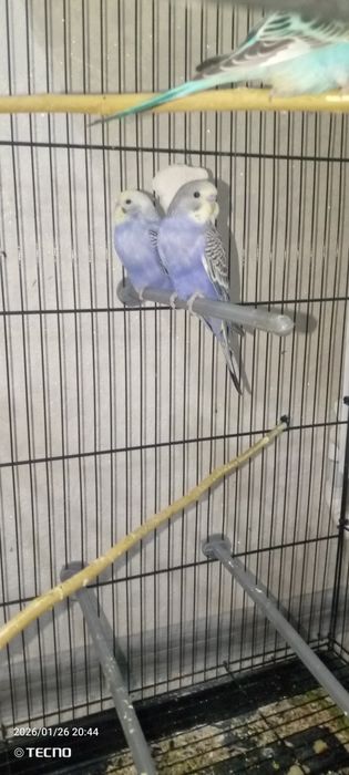 Волнистый попугай!