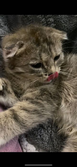 Скоттиш фолд(вислоухая)