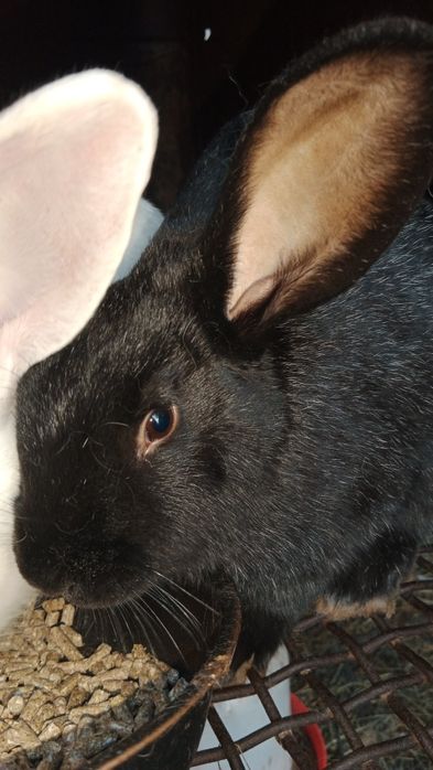 Продам домашнего кролика