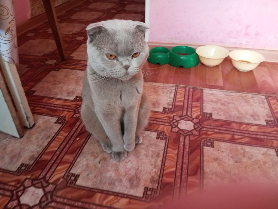 Кот для вязки, британец