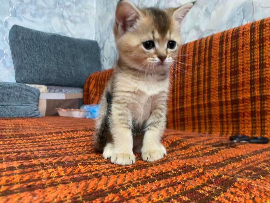 Котята шотланские