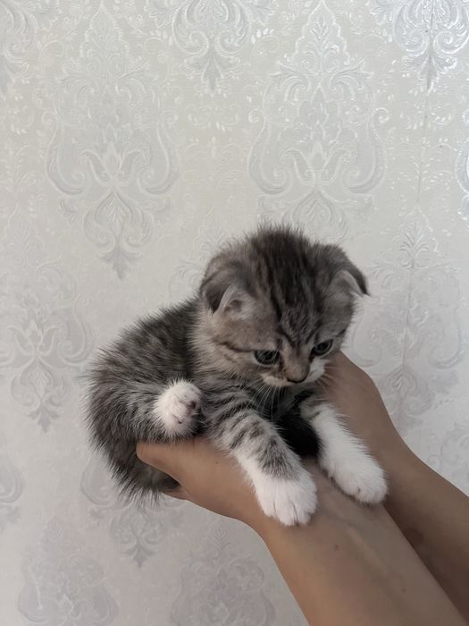 Кошка пародисты красивый