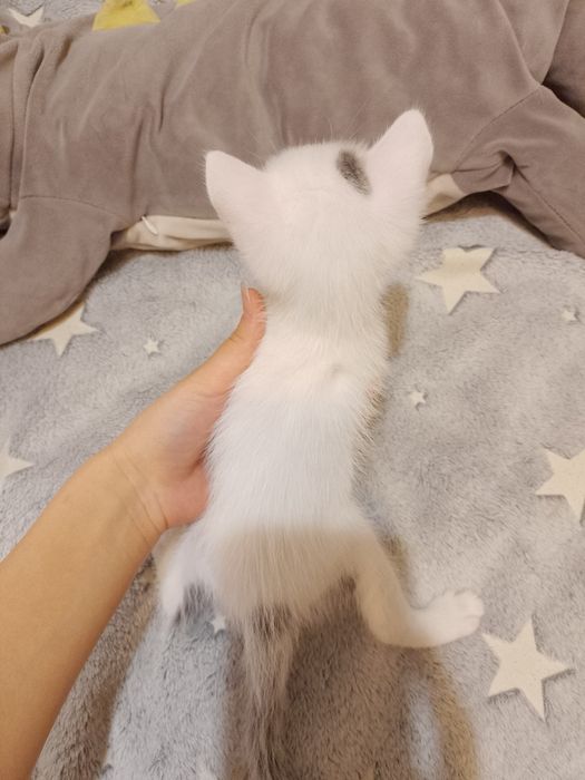 Отдам котят в хорошие руки