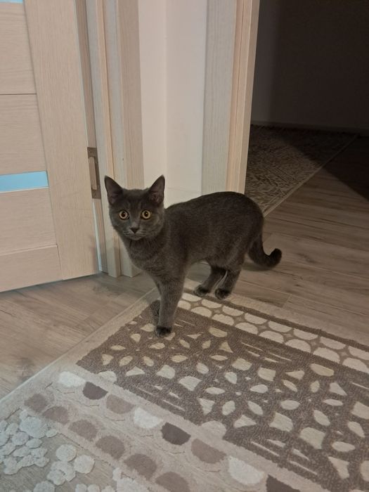 Котенок британец короткошерстый