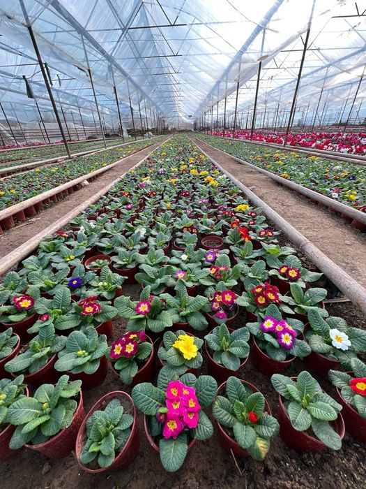 Оптом цикламен примула геран