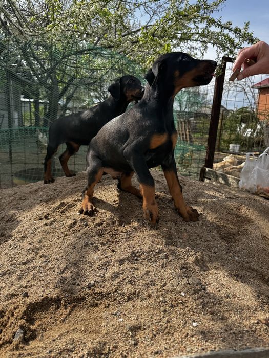 Срочно! Щенки доберма