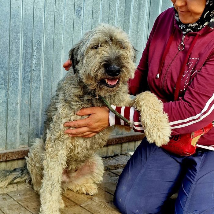 Собака Дымок из приюта Хвостатый Рай