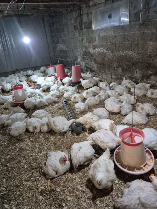 Pui de carne hrăniți natural