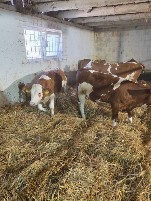 Vând 10 vitele si un tauraș,rasa balțata româneasca