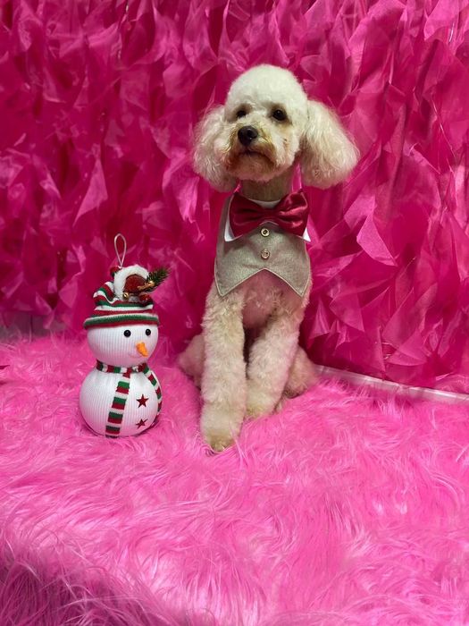 Груминг салон Домашний любимец