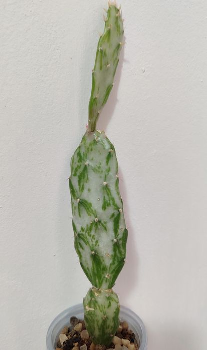 Opuntia cochenillifera variegata