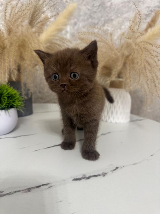 Котята британцы.