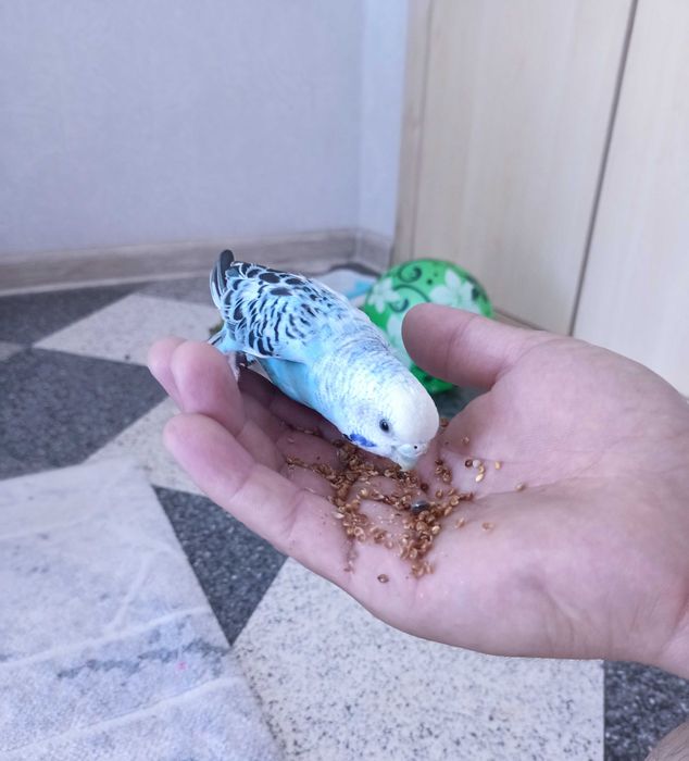 Продам папугай...