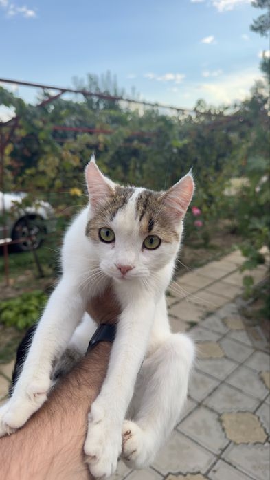 Pisica sterlizata spre adoptie