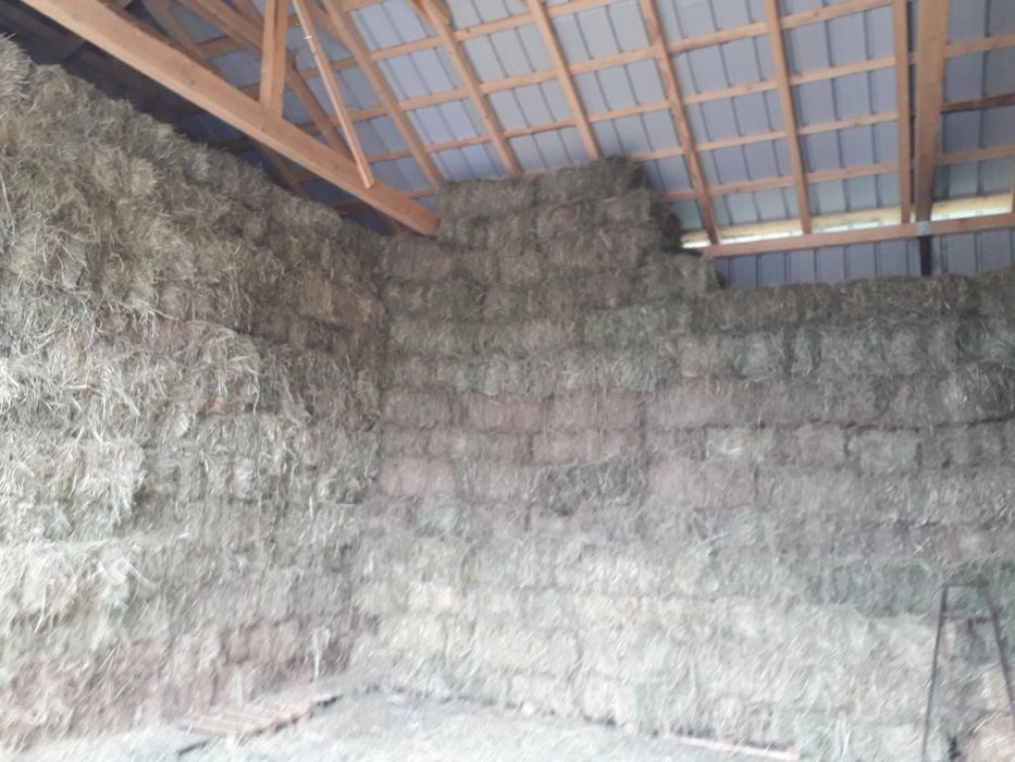 Vând baloți de lucernă și fân !