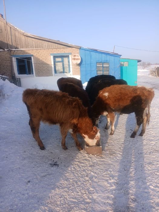 Продам 5 телок 2 бычка