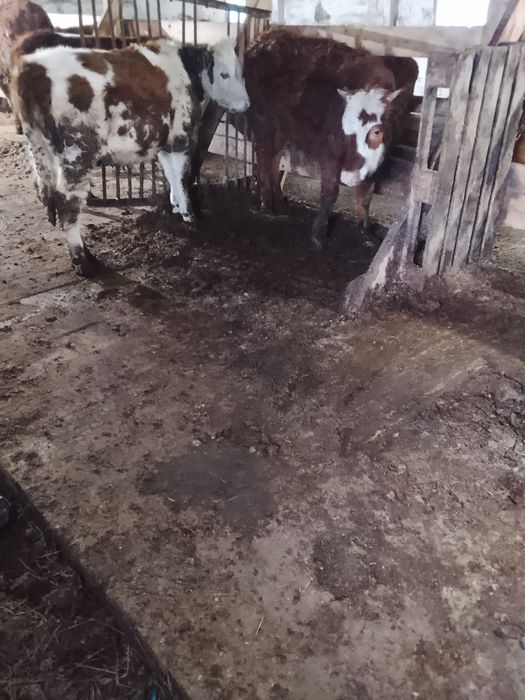 Продам тёлок с откорма 3 головы находится в Соколовке цена 420 за голо