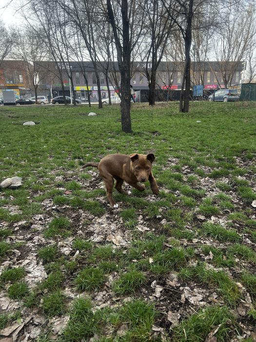 Продам щенка породы Американский питбультерьер