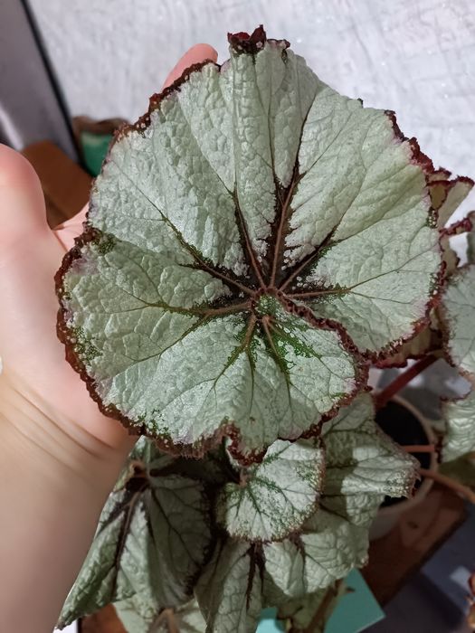 Продам сортовые бегонии.