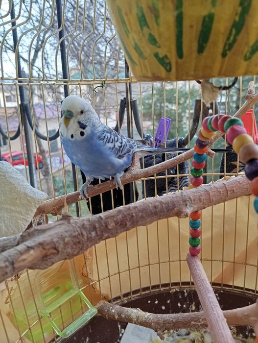 Tõtiqushlar / Qushlar