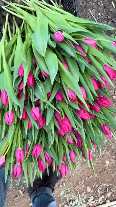 Предзаказ тюльпанов доставка бесплатно