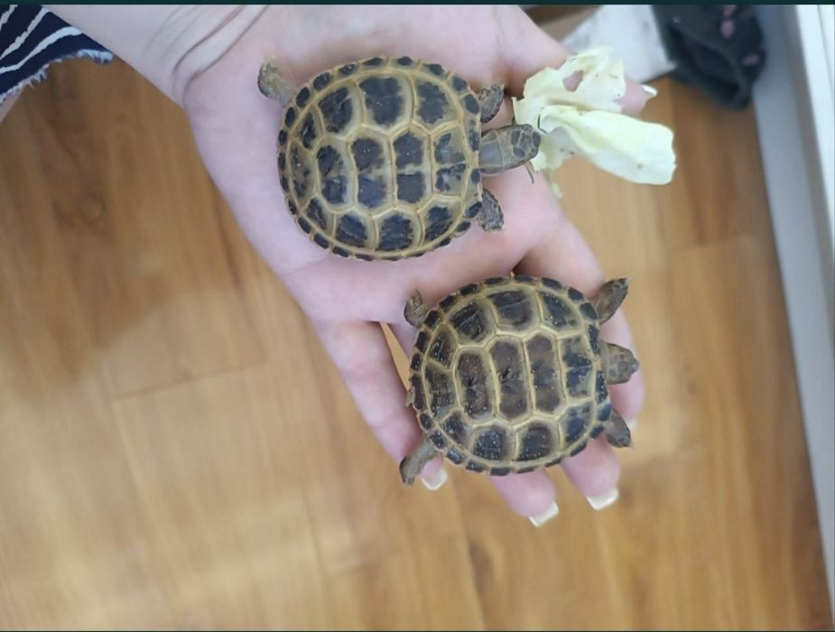 Черепашки сухопутные