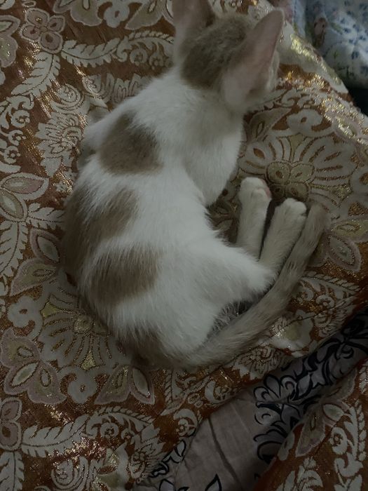 Котята девочки1111