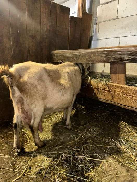 Vând capre alpin francez