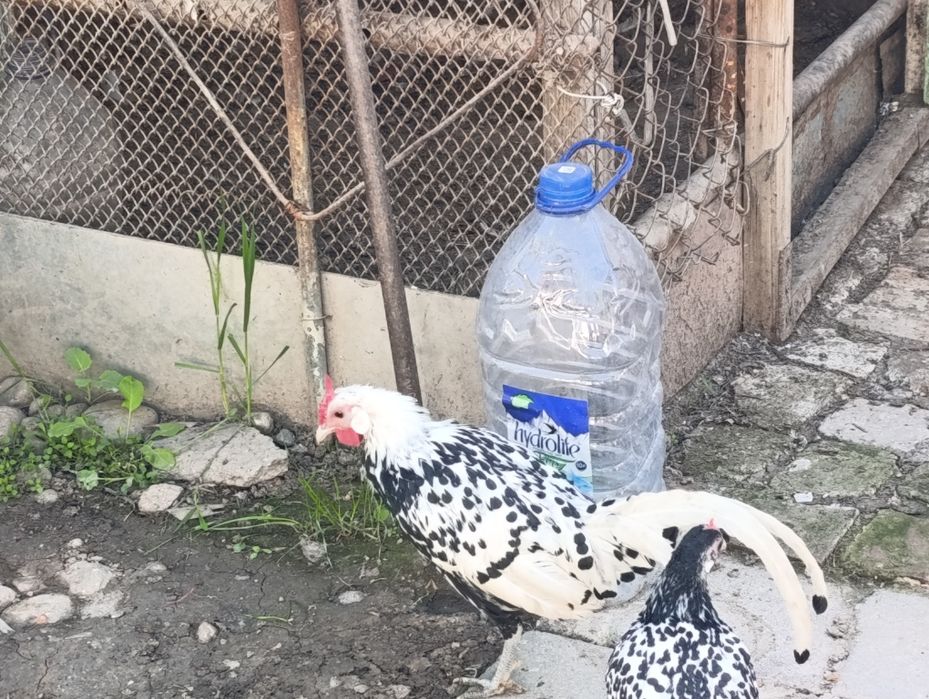 Продам японский продам