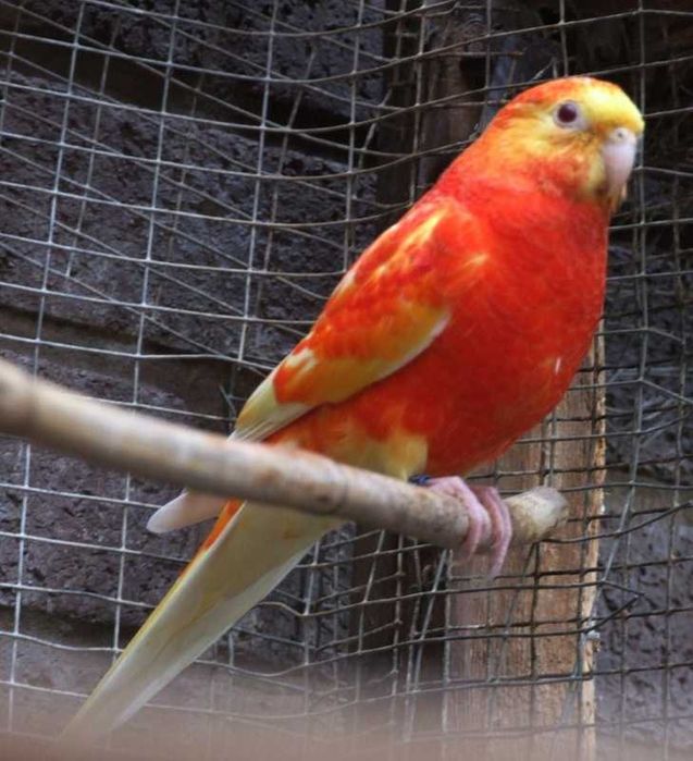 Продам разные попугаи