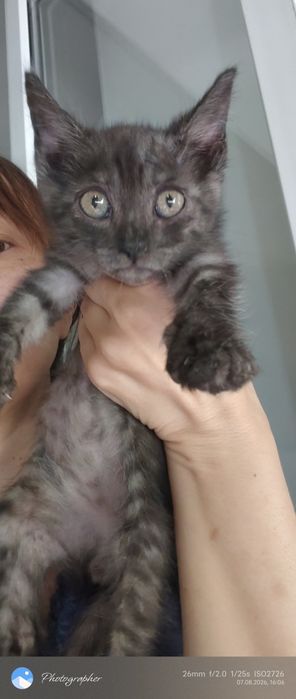 Мальчик котенок возраст 2мес