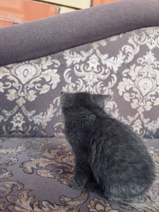 Котенок девочка