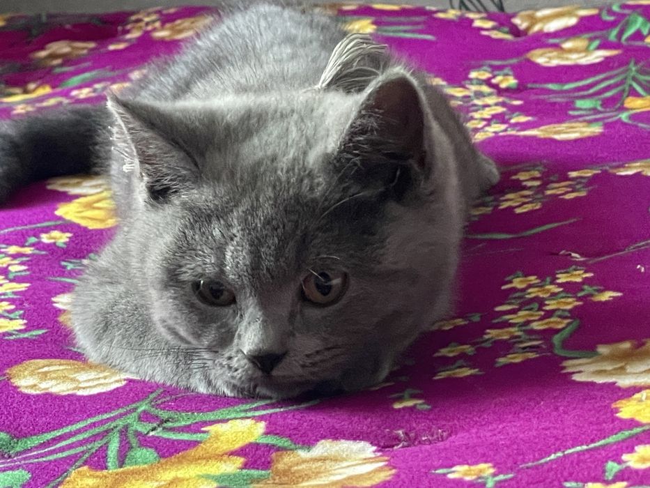 British shorthair