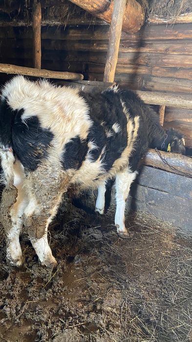 Тайша сатылады продам